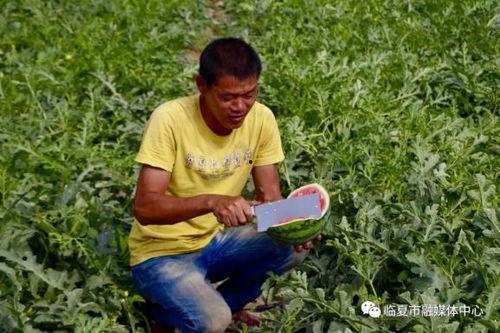 临夏吃瓜怎么爆料,揭秘爆料背后的真相